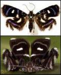 metalmark-moth-courtesy-of-strange-ark-blog1